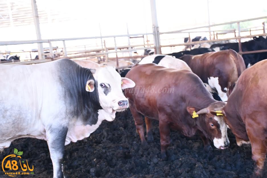 Adada7aeeqj (10).jpg.jpg.jpg